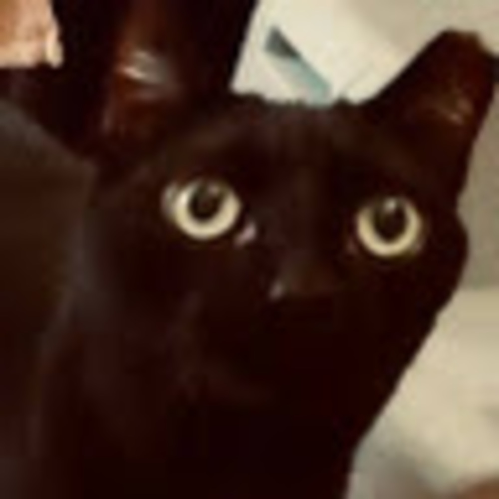 Meet your Posher, Yuko